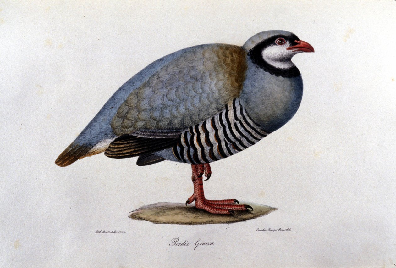 Natuurhistorische plaat die een Griekse patrijs voorstelt. 19e-eeuwse gravure. door Unknown artist