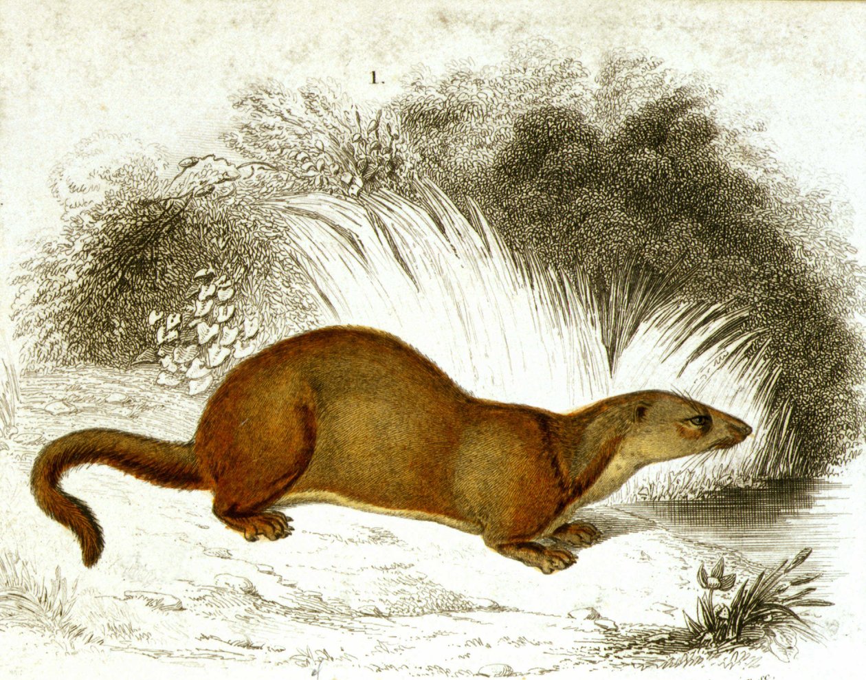 Otter - kleurgravure. 19e-eeuwse gravure. door Unknown artist
