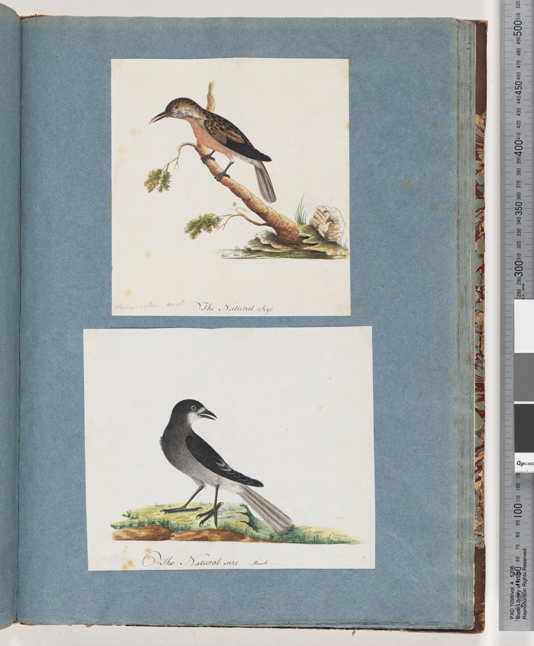 Pagina 103. Onbekende vogel. Honingeter. 104. Onbekende vogel door Unknown artist