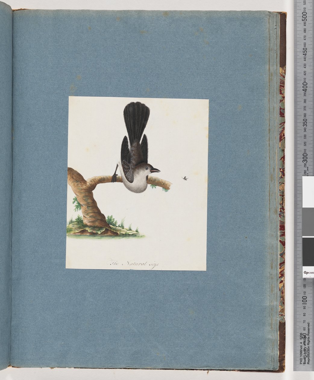 Pagina 107. Onbekende vogel door Unknown artist