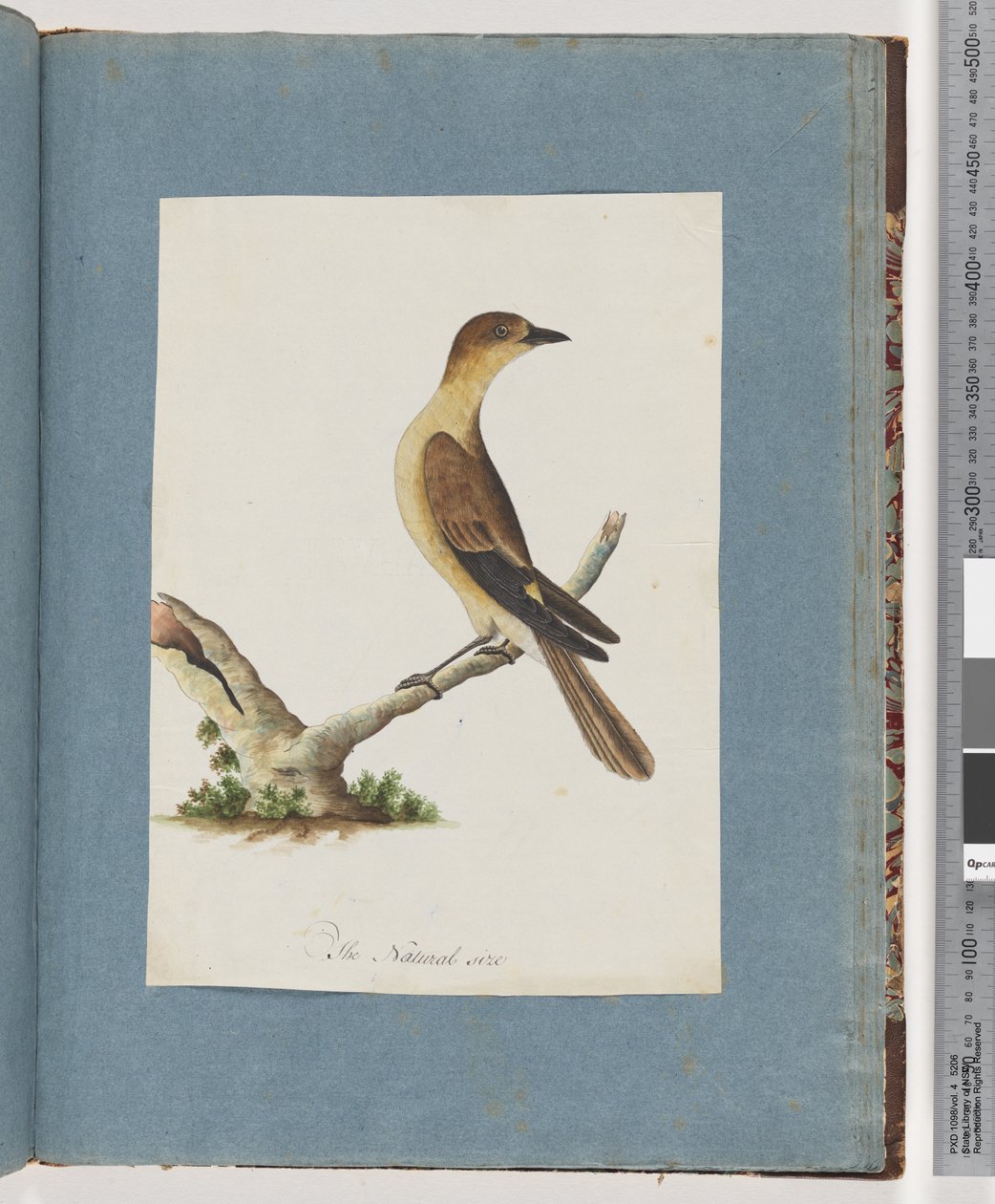 Pagina 109. Onbekende vogel door Unknown artist