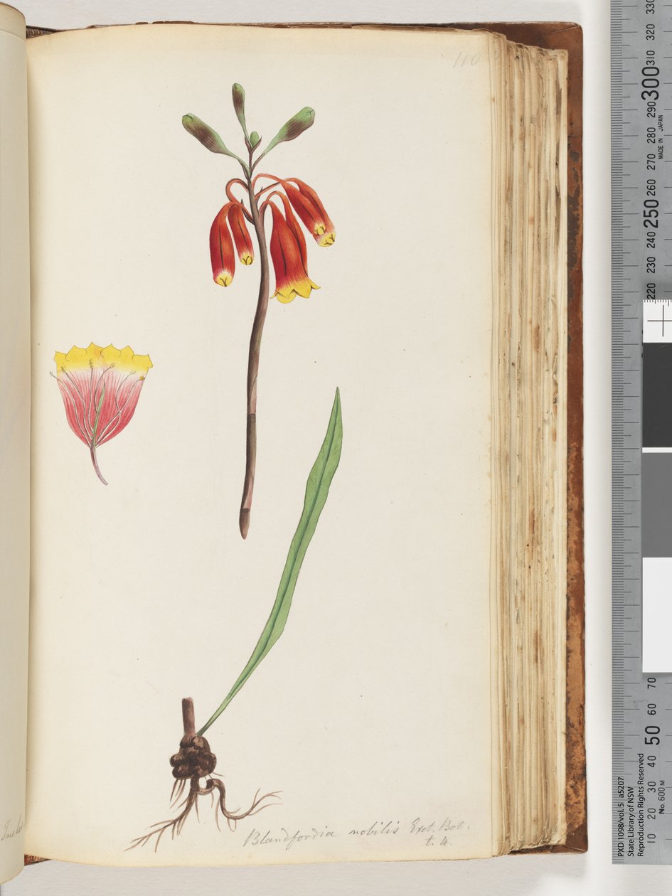 Pagina 110. Blandfordia nobilis Exot. Bot / t. 4. Kerstklok door Unknown artist