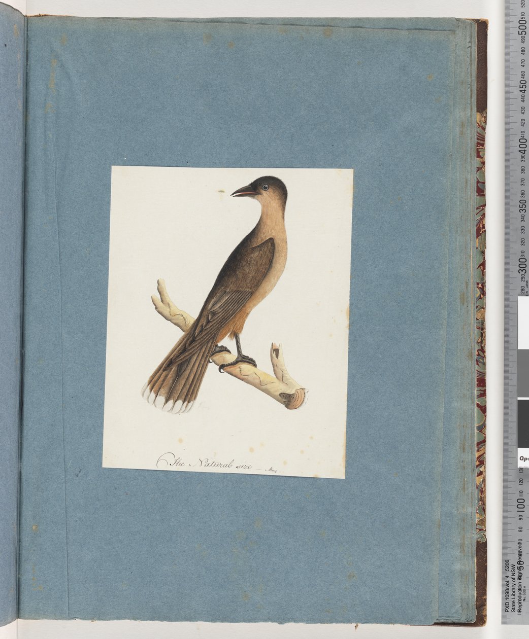 Pagina 110. Onbekende Vogel door Unknown artist