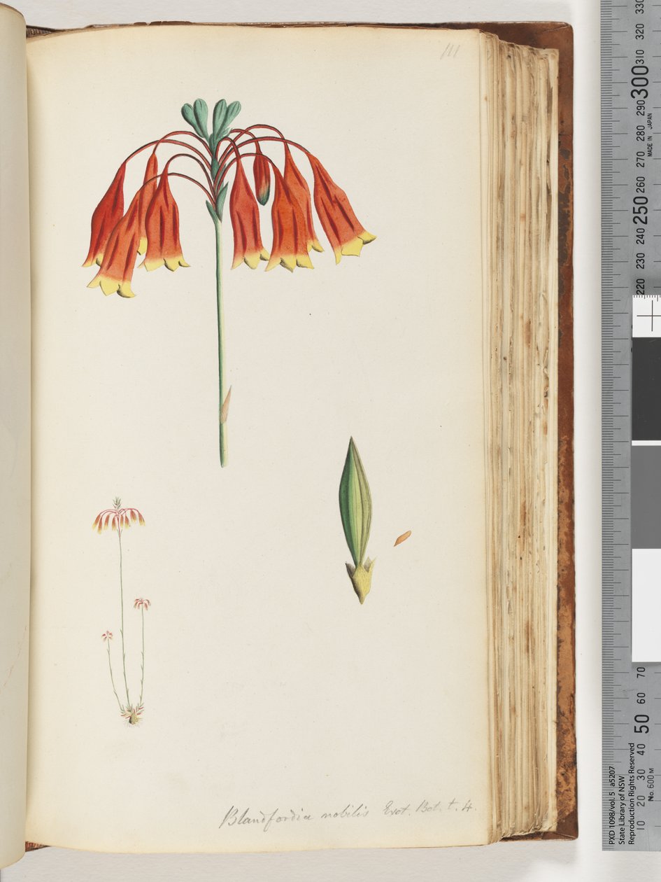 Pagina 111. Blandfordia nobilis Exot. Bot. t. 4. Kerstklok door Unknown artist