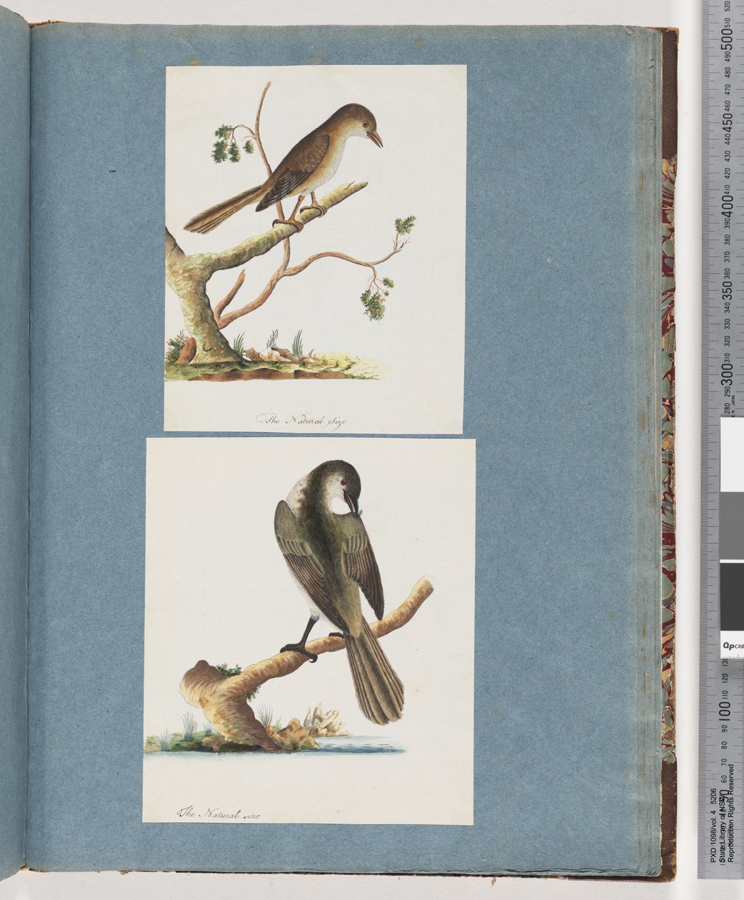 Ongeïdentificeerde vogel door Unknown artist
