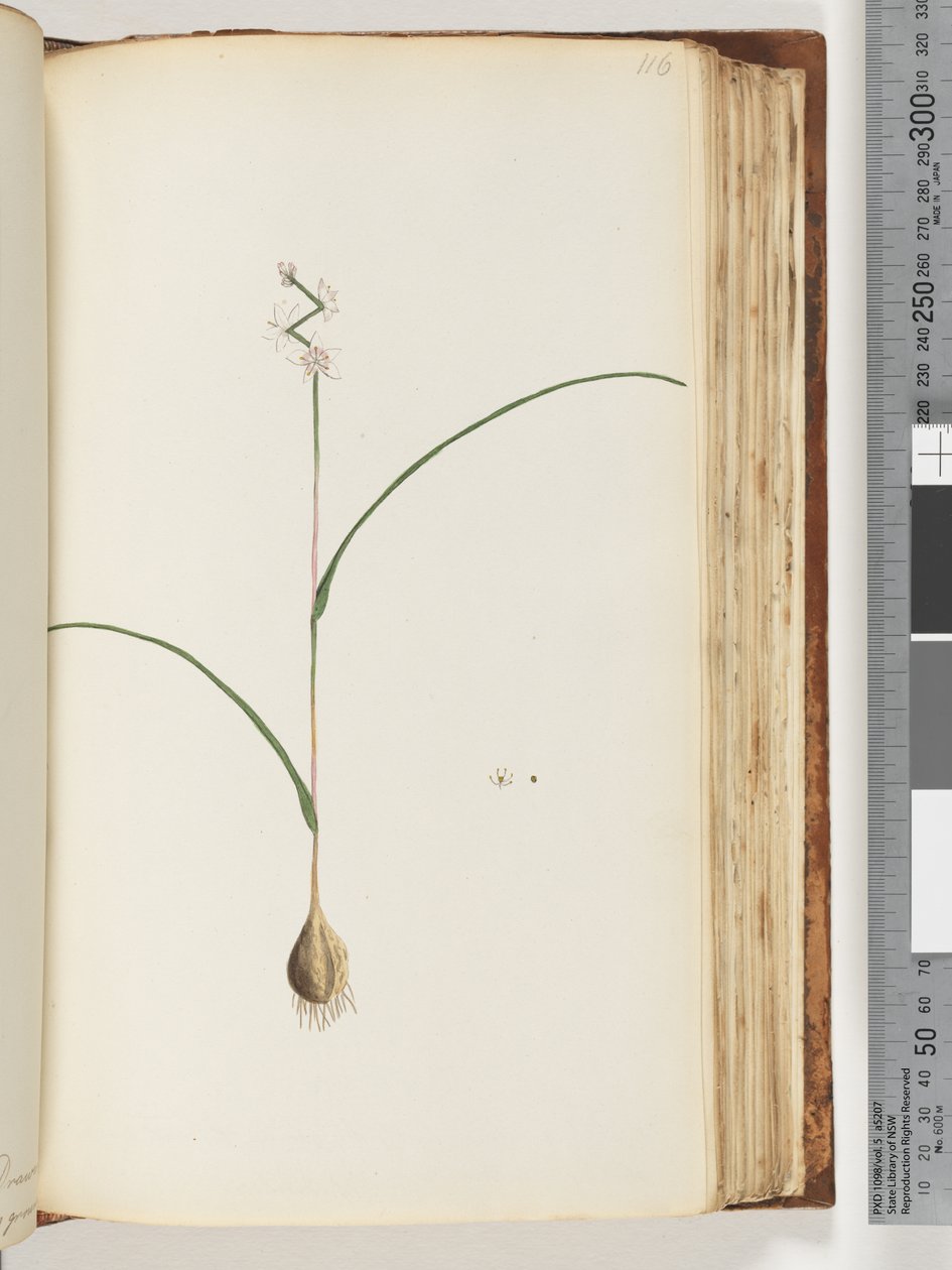 Pagina 116. Onbekende plant door Unknown artist