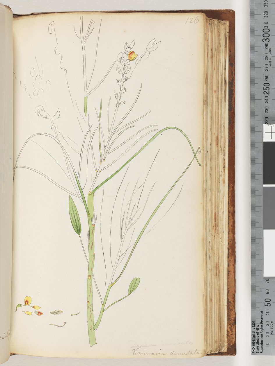Pagina 126. Onvoltooide tekening van Viminaria denudata door Unknown artist