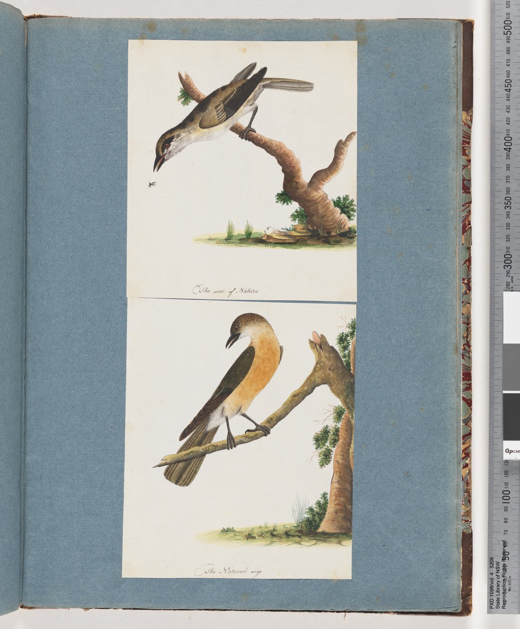 Pagina 133. Onbekende Vogel. 134. Onbekende Vogel door Unknown artist