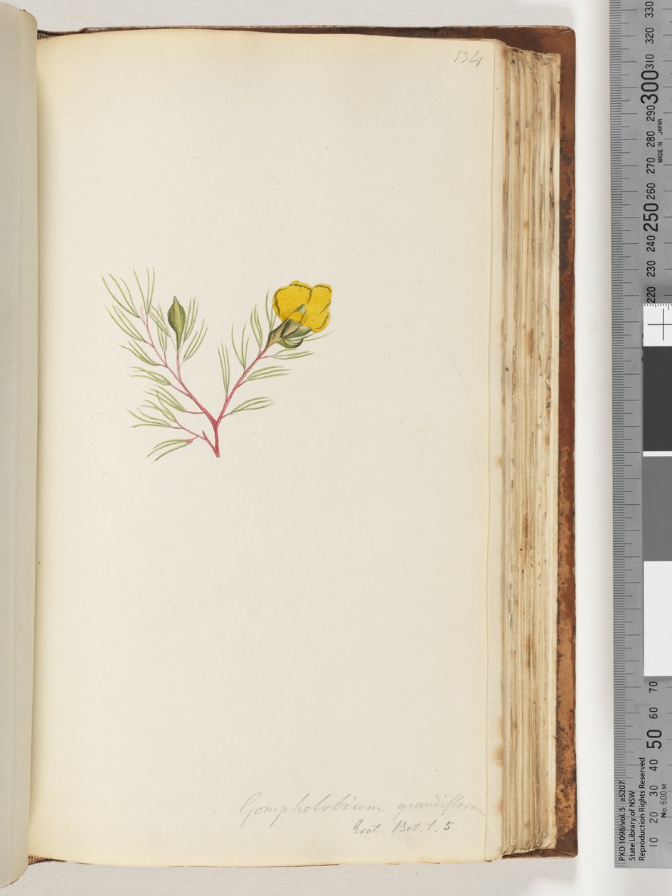 Pagina 134. Gompholobium grandiflorum / Exot. Bot. t. 5 door Unknown artist
