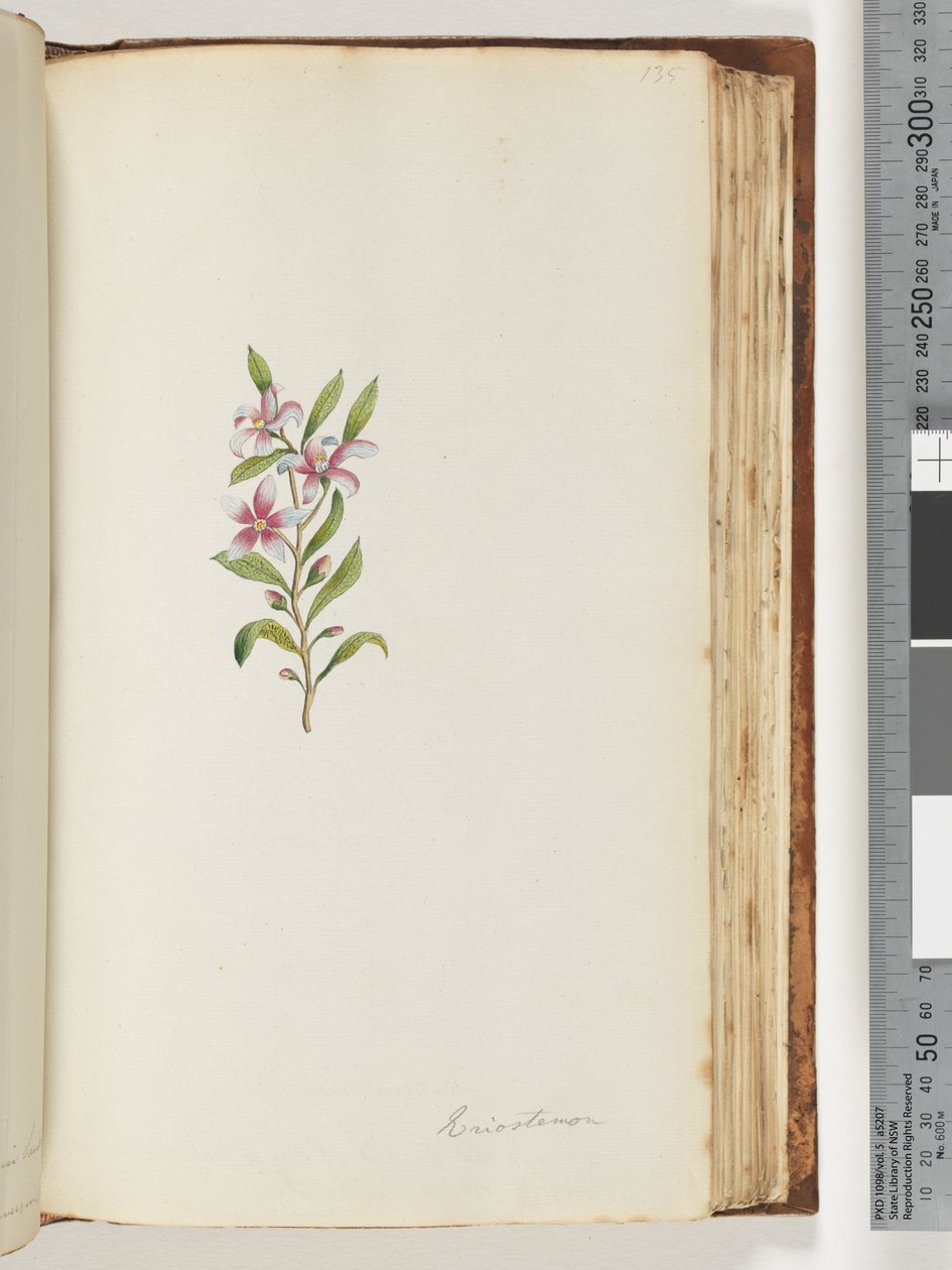 Pagina 135. Eriostemon door Unknown artist
