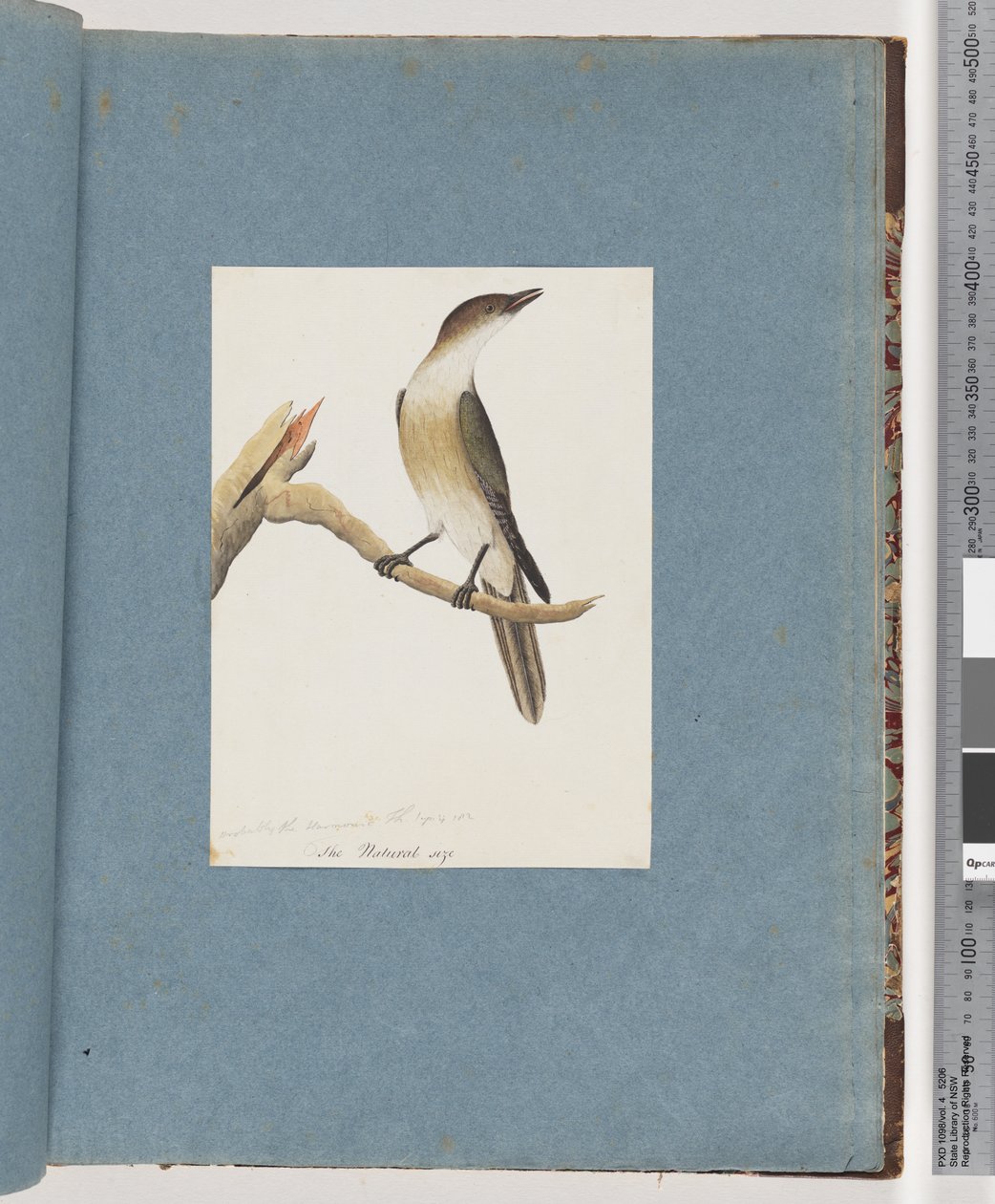 Pagina 137. Onbekende vogel, mogelijk de Harmonic Thrush door Unknown artist