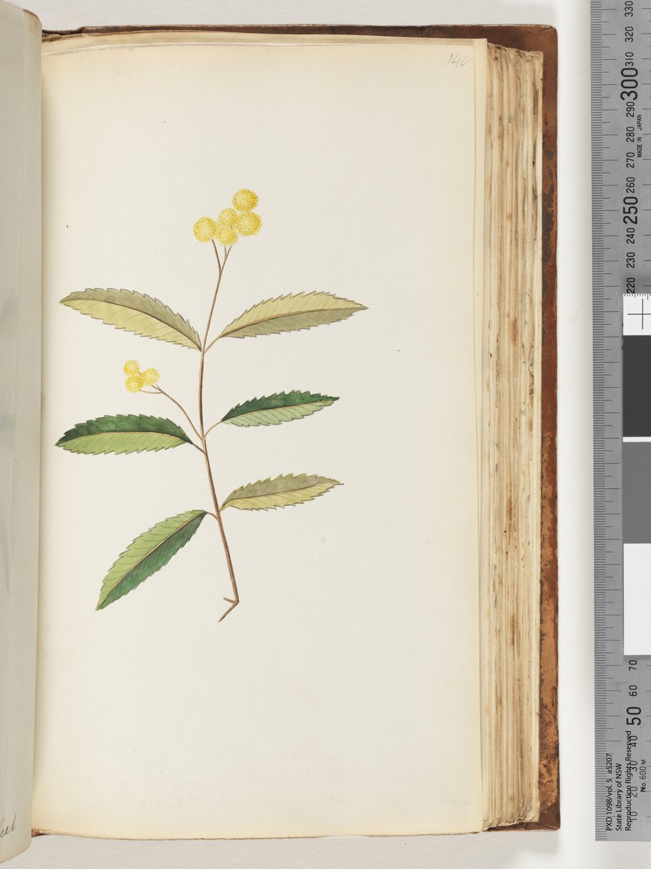 Pagina 140. Onbekende bloem, oktober 1794 door Unknown artist