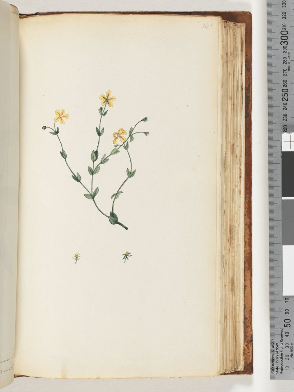 Pagina 141. Onbekende plant door Unknown artist