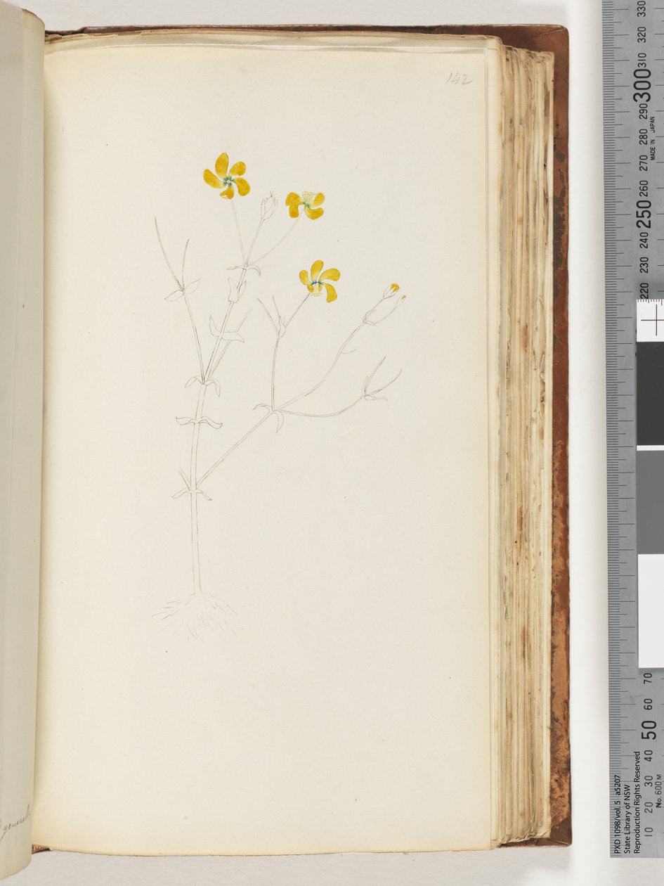 Pagina 142. Geen inscriptie, onvoltooide tekening, onbekende plant door Unknown artist