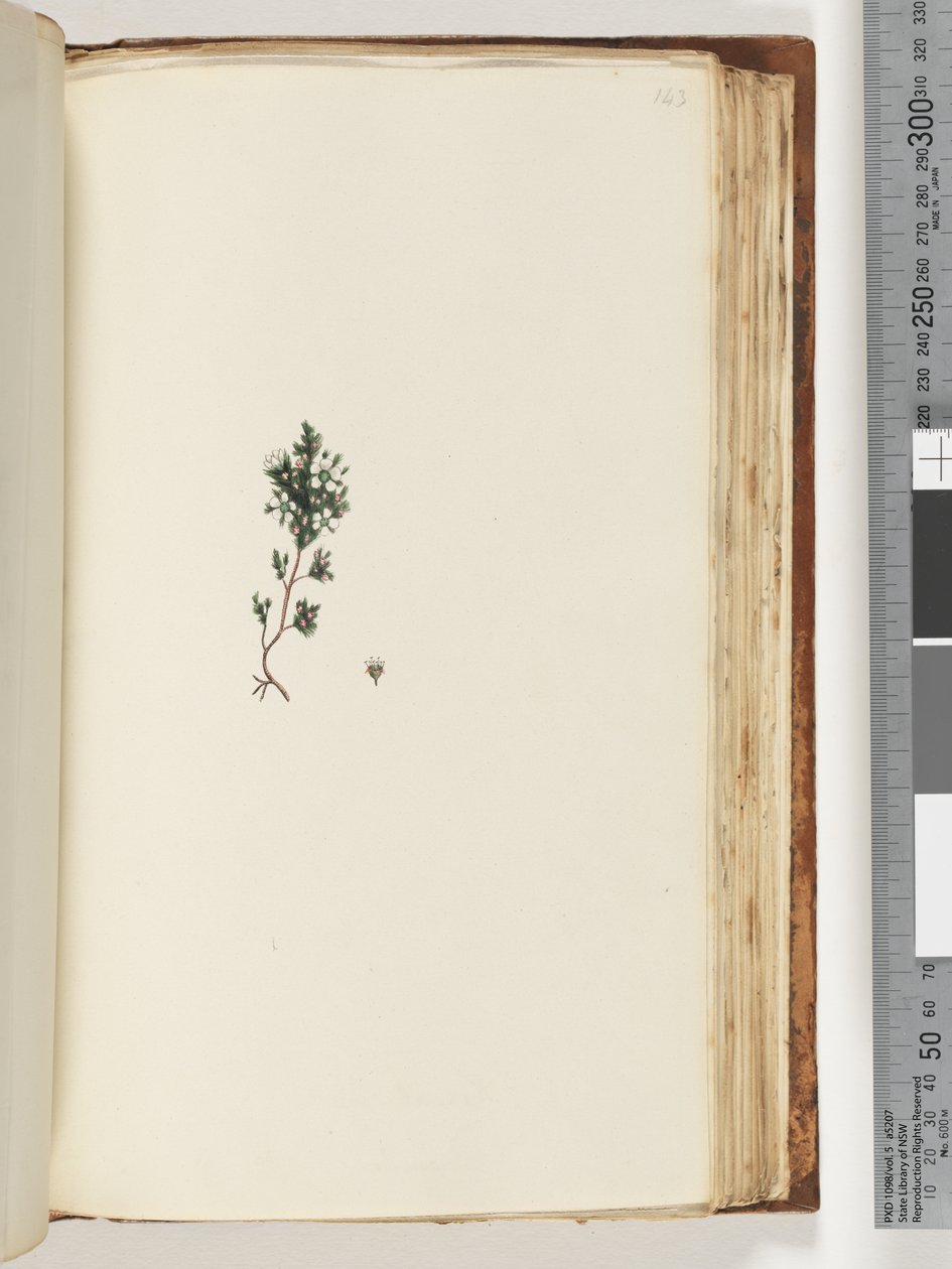 Pagina 143. Onbekende plant door Unknown artist