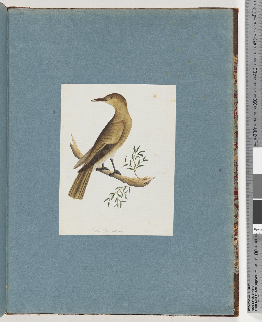 Pagina 144. Onbekende Vogel door Unknown artist