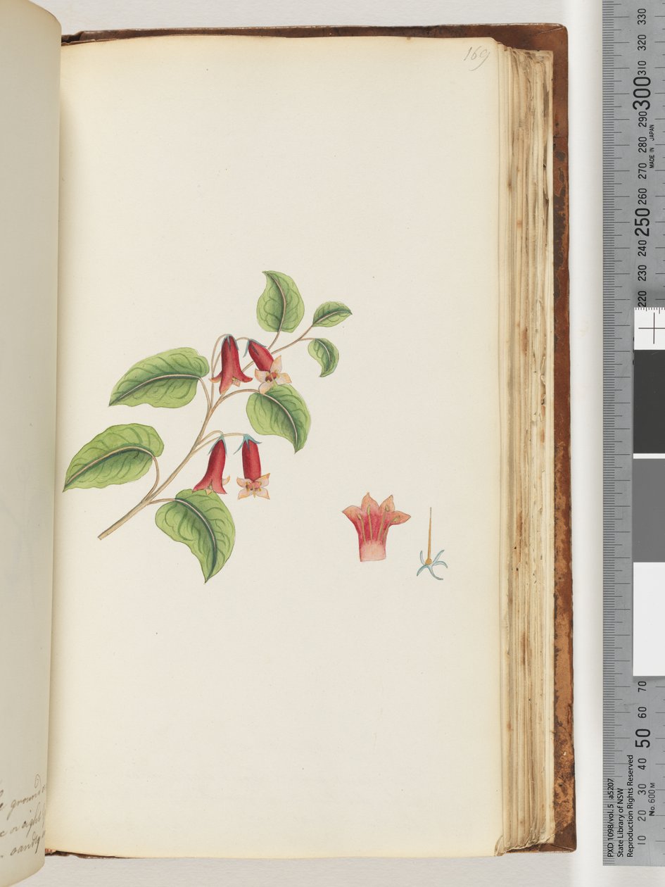 Pagina 169. Naamloze bloeiende plant door Unknown artist