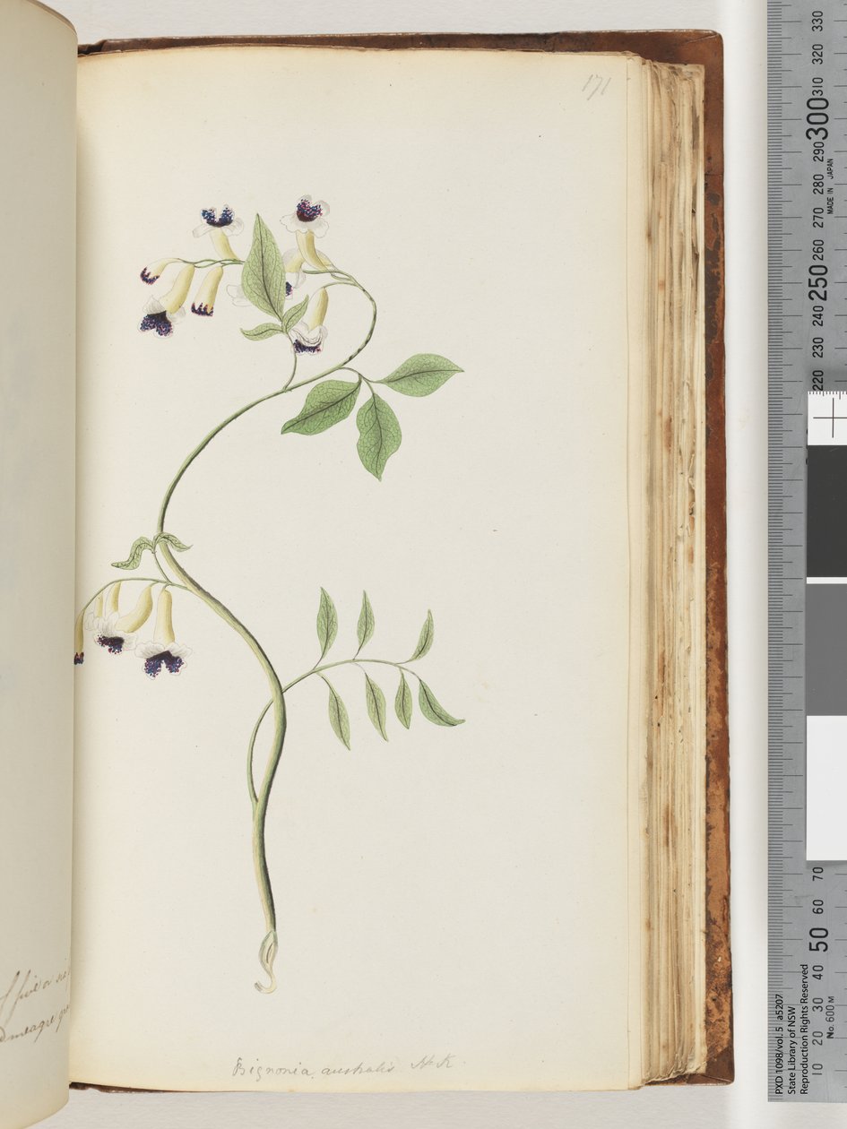 Pagina 171. Bignonia australis H.K door Unknown artist