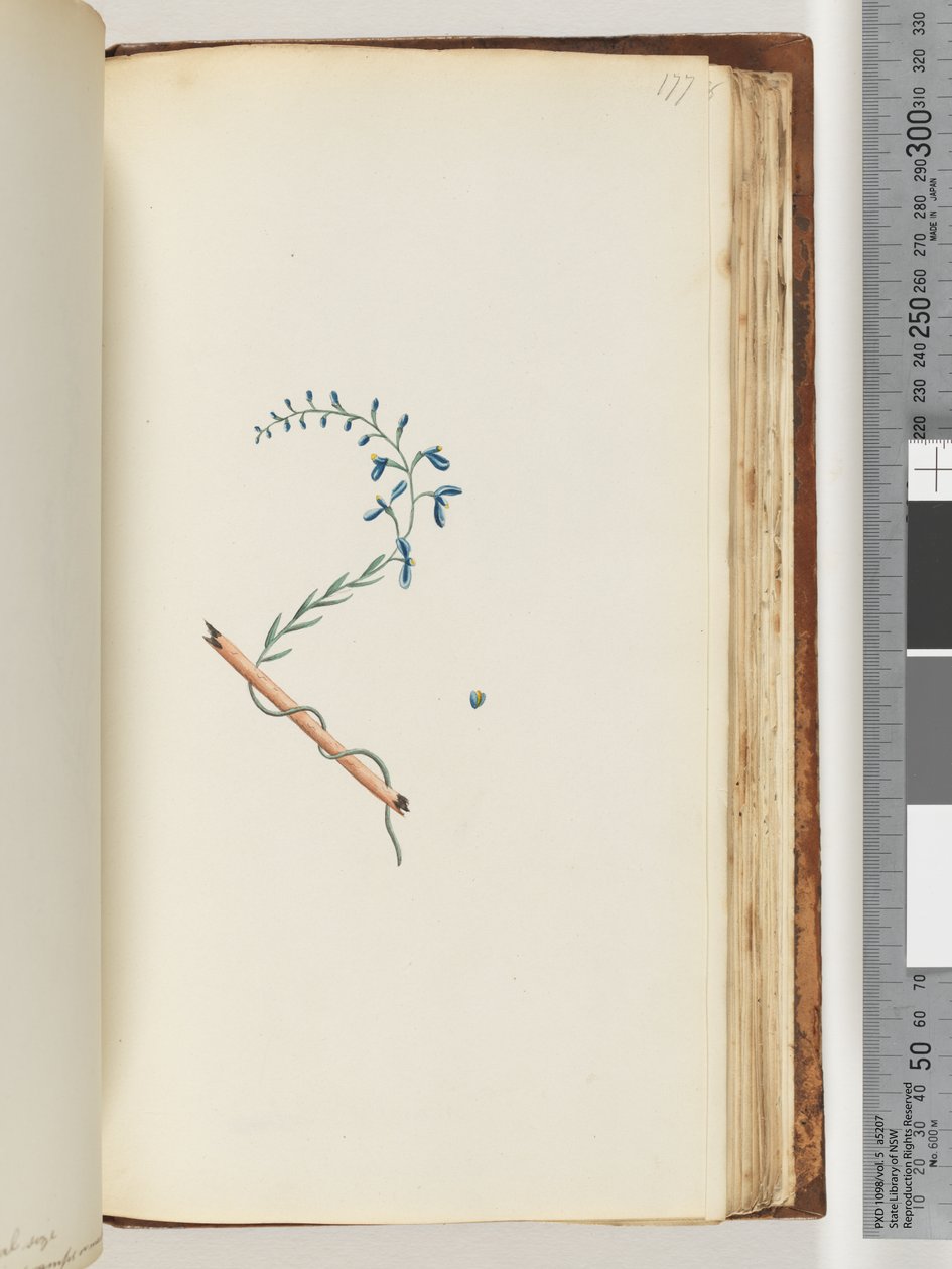 Pagina 177. Onbekende plant door Unknown artist
