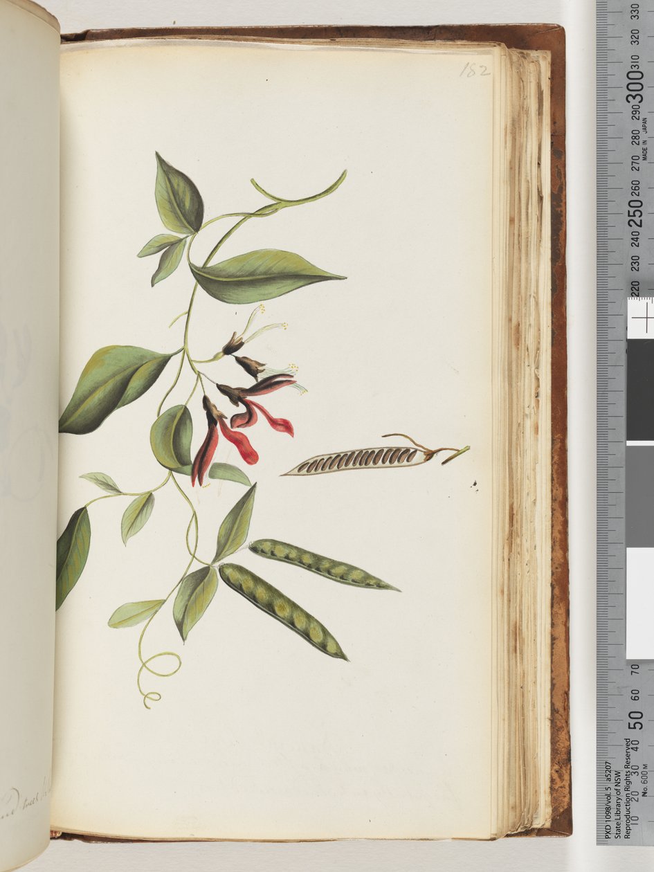 Pagina 182. Onbekende plant door Unknown artist