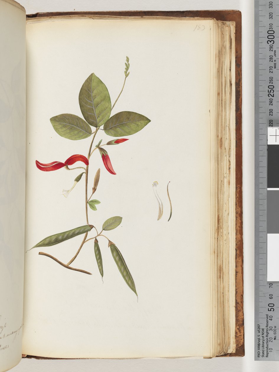 Pagina 183. Onbekende planten door Unknown artist