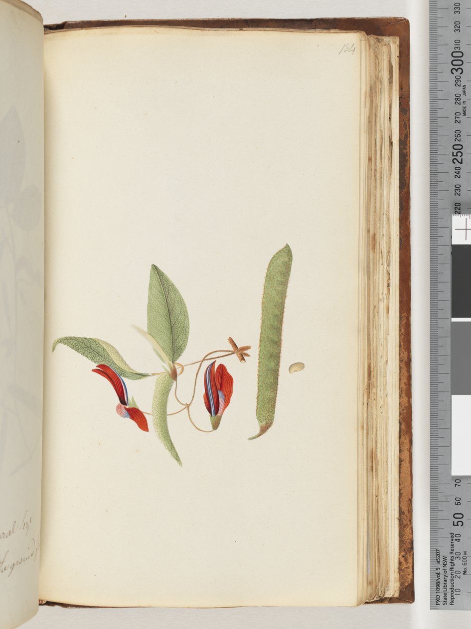 Pagina 184. Klimplanten of Houtwijnstokken door Unknown artist