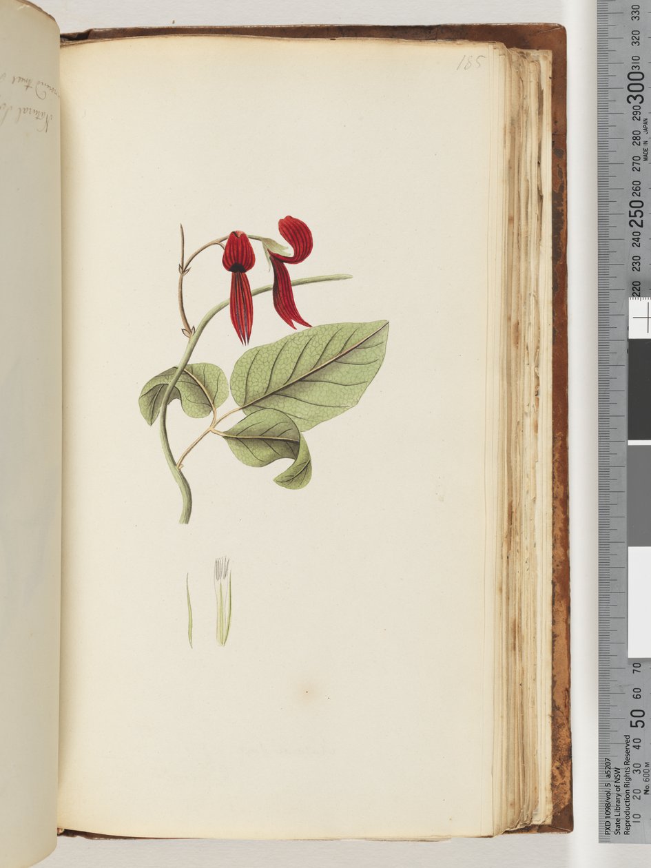 Pagina 185. Onbekende plant door Unknown artist