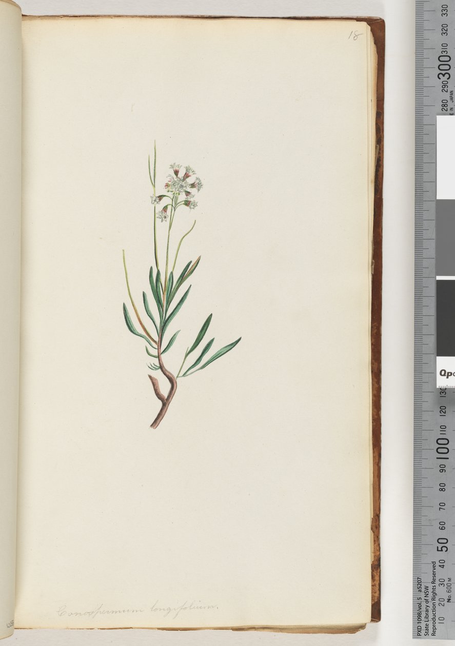 Conospermum longifolium Lange blad Coneseeds door Unknown artist