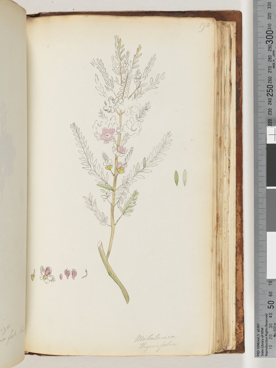 Pagina 190. Melaleuca thymifolia / Tijmhoning, mirte door Unknown artist
