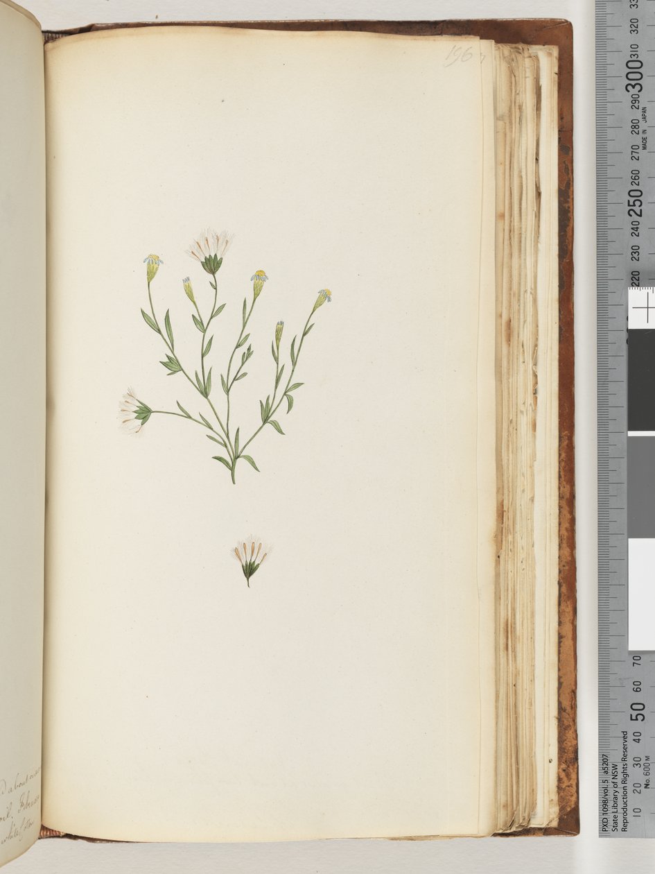 Pagina 196. Onbekende plant door Unknown artist