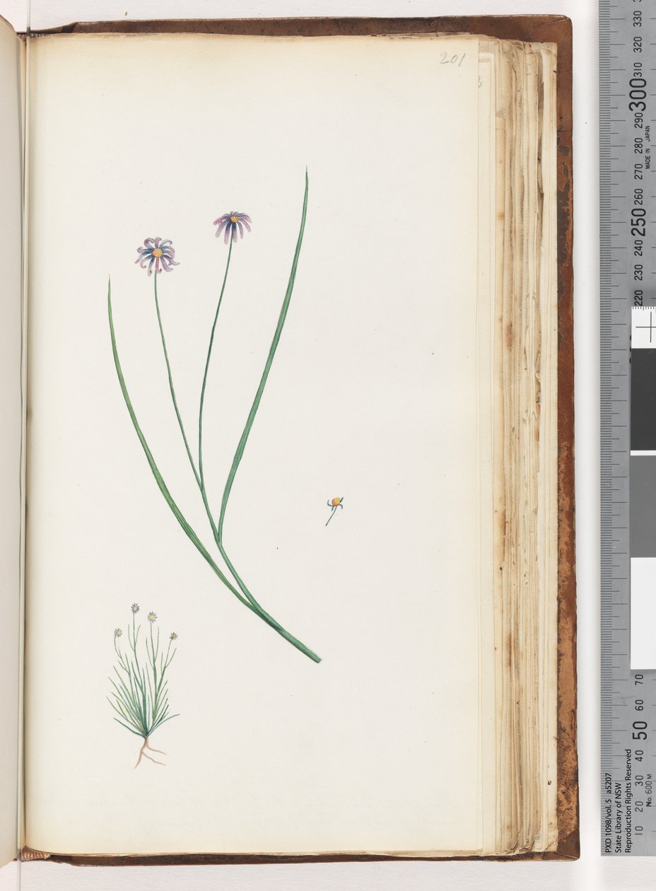 Pagina 201. Onbekende plant door Unknown artist