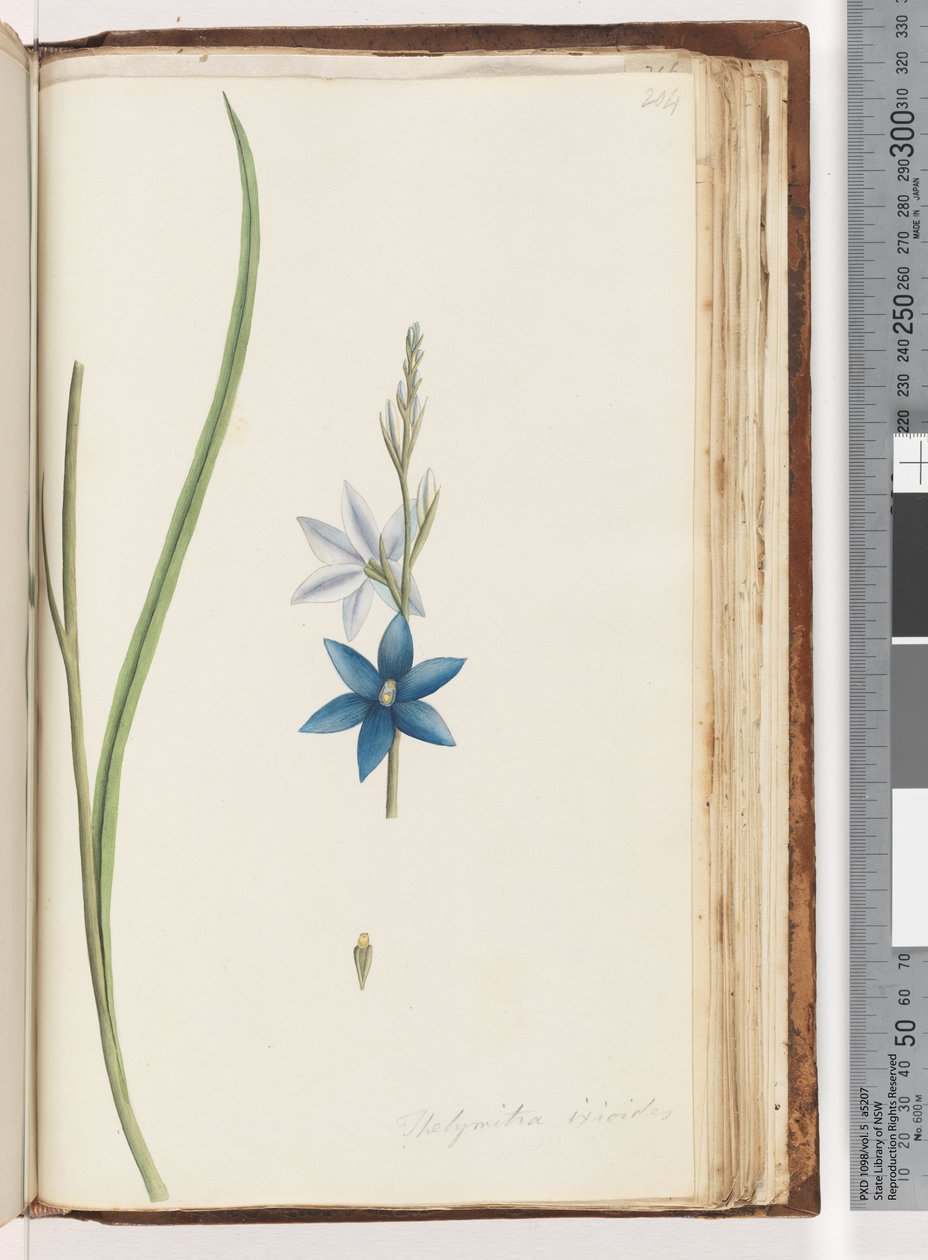 Pagina 204. Thelymitra ixiodes / Gevlekte Zon Orchidee door Unknown artist
