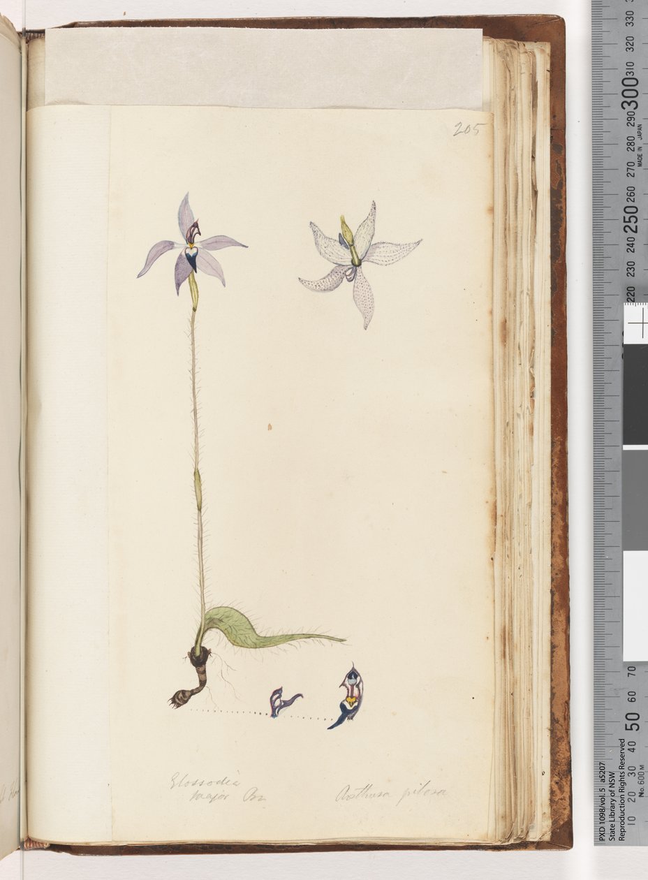 Pagina 205. Glossodia. Major On. Arethusa pilosa / Waslip Orchidee door Unknown artist