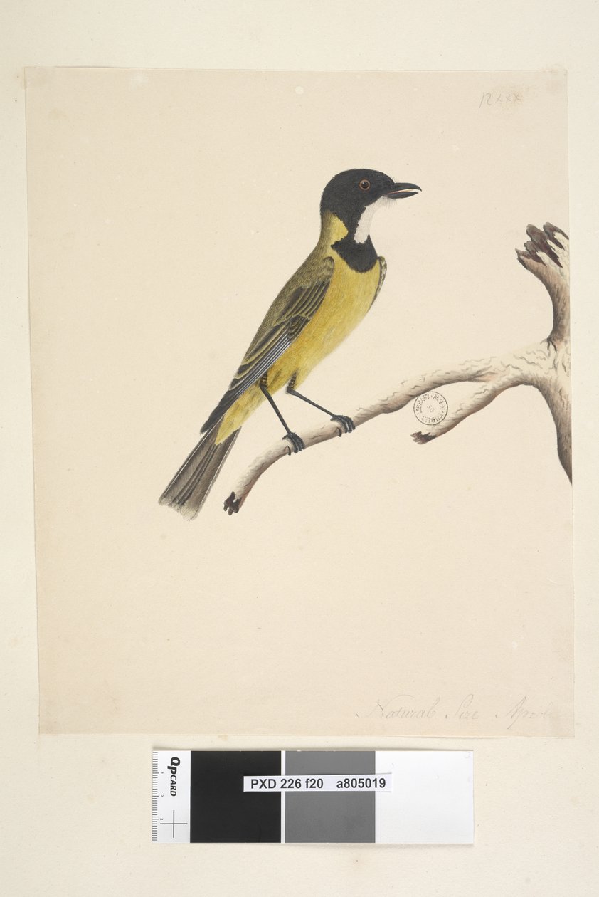 Pagina 20. Ware grootte. April Gouden Fluiter Pachycephala pectoralis, mannetje, 1791-92 door Unknown artist