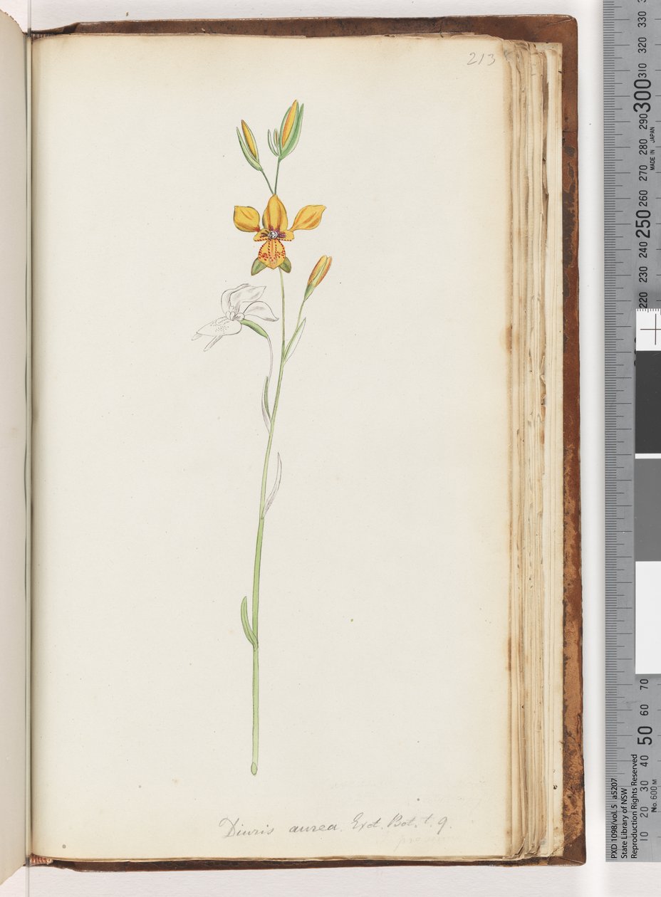 Pagina 213. Diuris aurea. Exot. Bot. t. 9. Gouden ezelorchidee door Unknown artist
