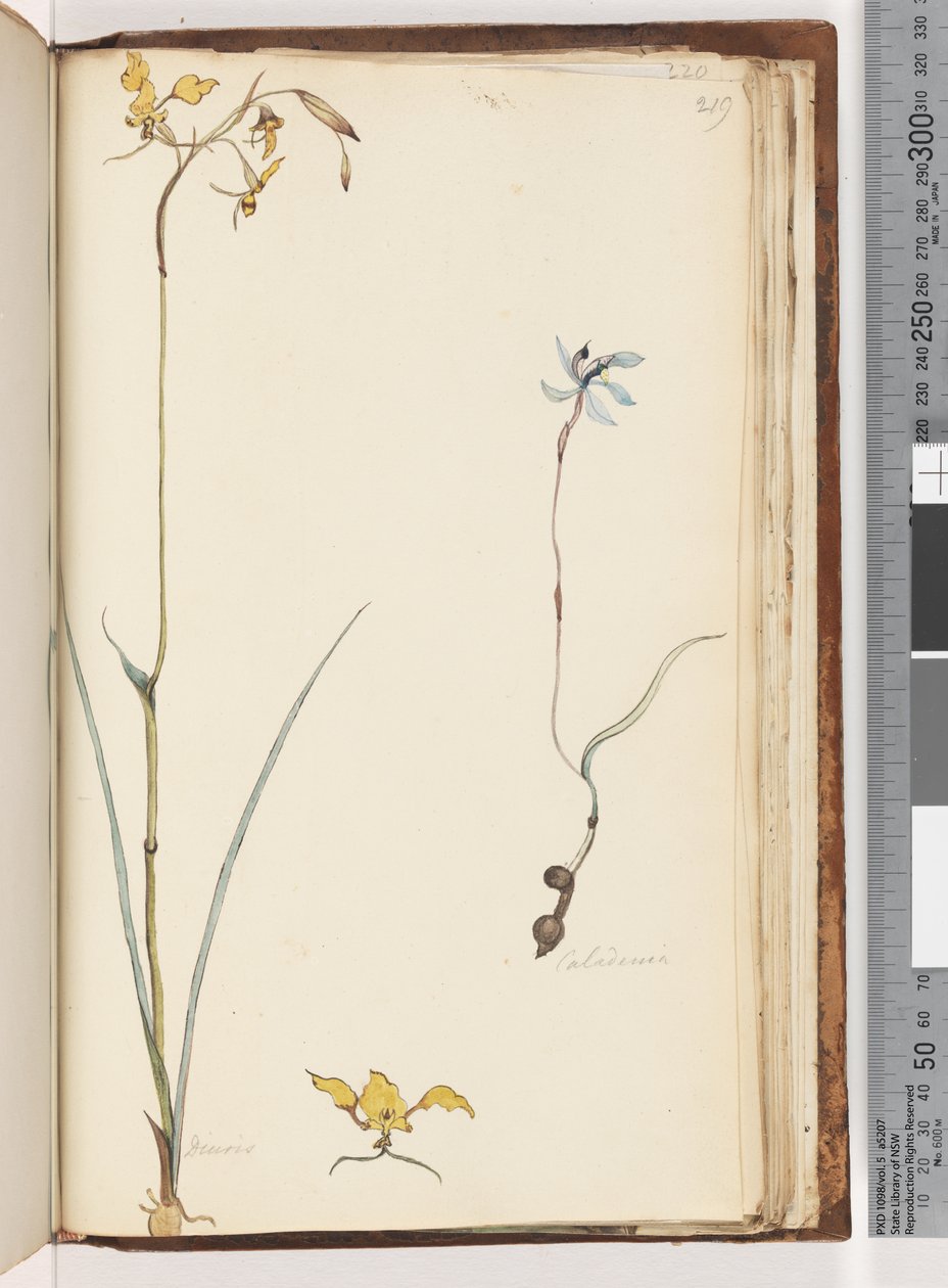 Pagina 219. Caladenia / Diuris twee planten door Unknown artist