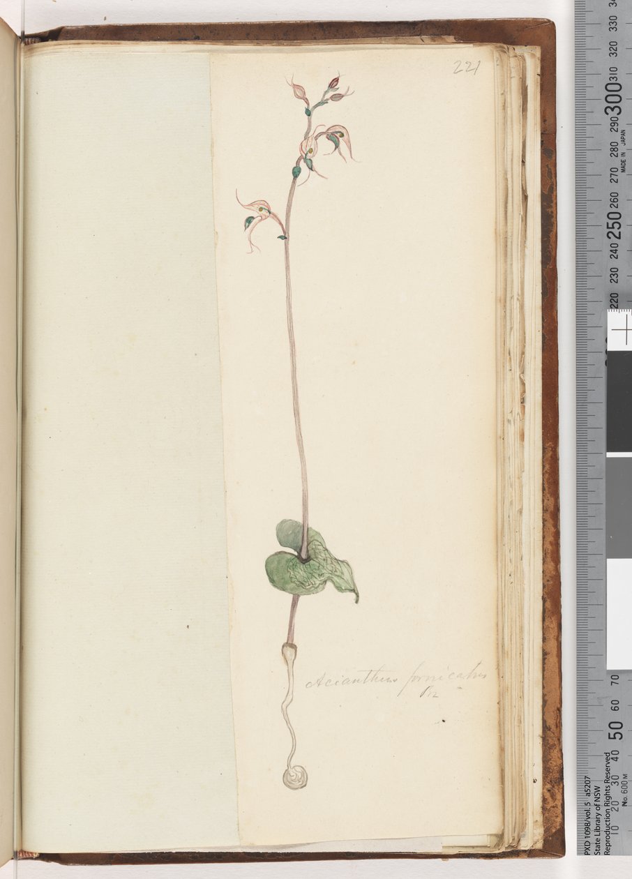 Pagina 221. Acianthus fornicatus Br Pixie Caps door Unknown artist