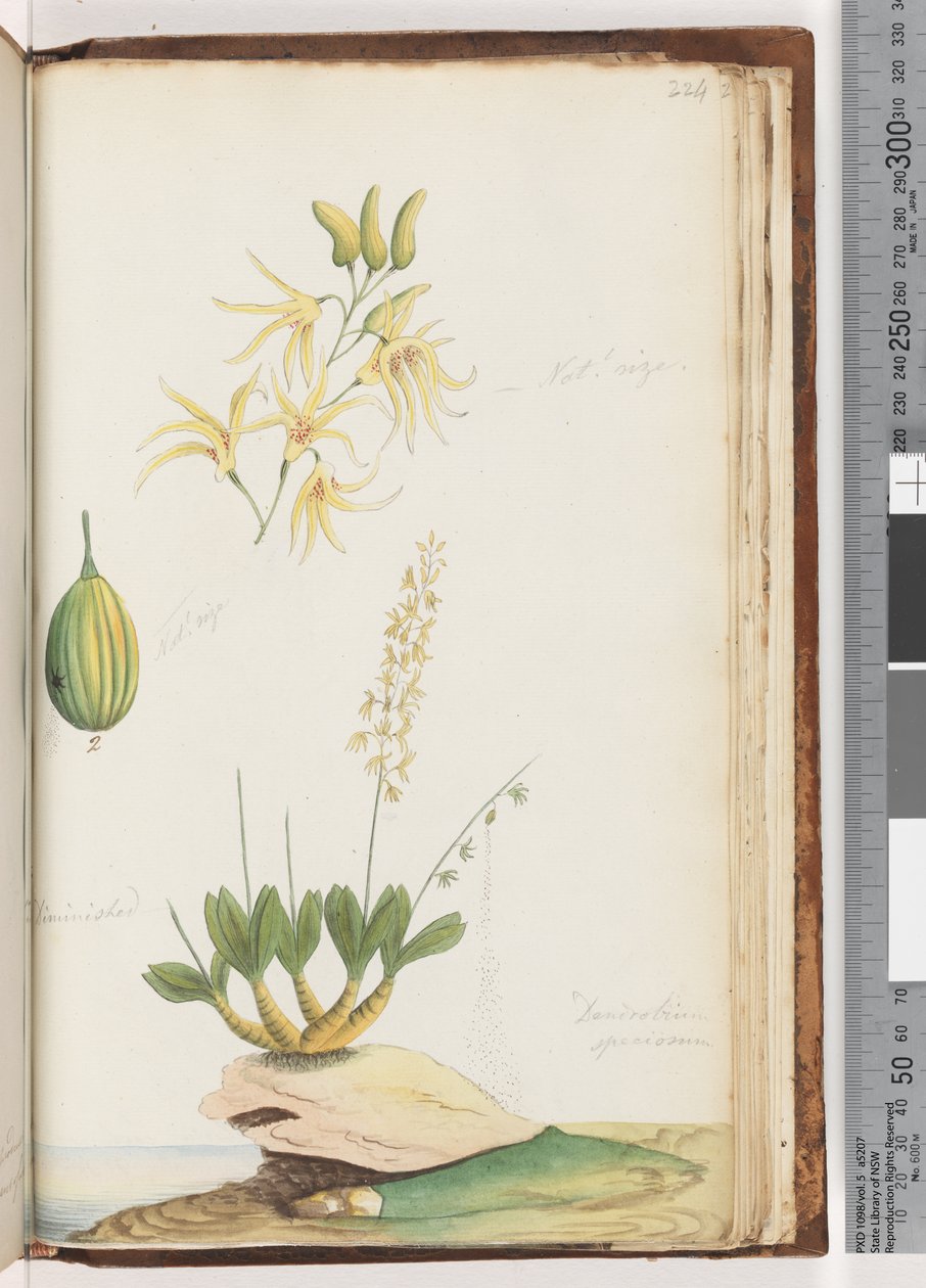 Pagina 224. Dendrobium speciosum / Rotsorchidee door Unknown artist