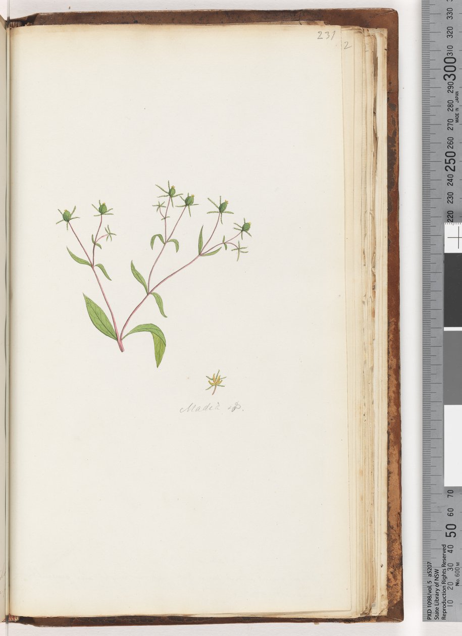 Pagina 231. Madia sp door Unknown artist