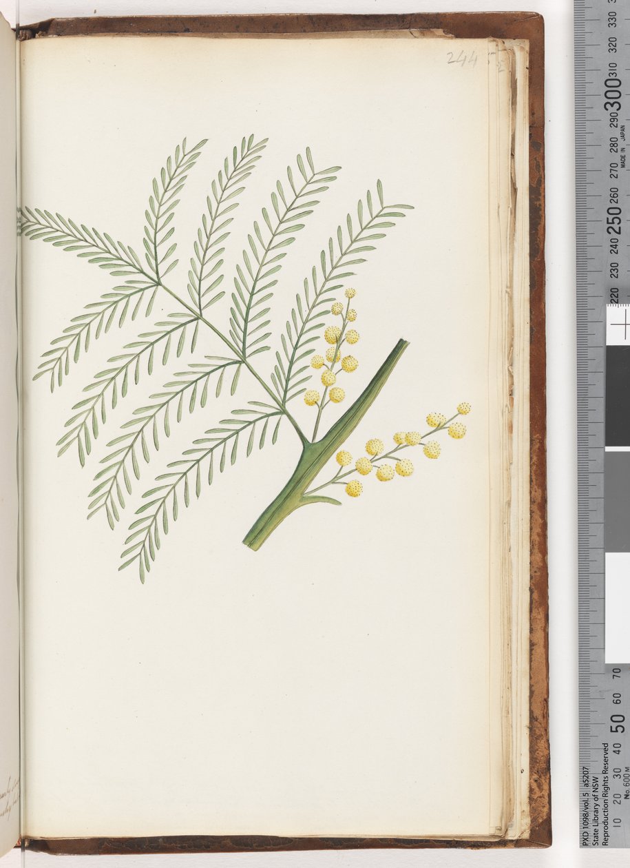 Pagina 244. Ongeïdentificeerde plant door Unknown