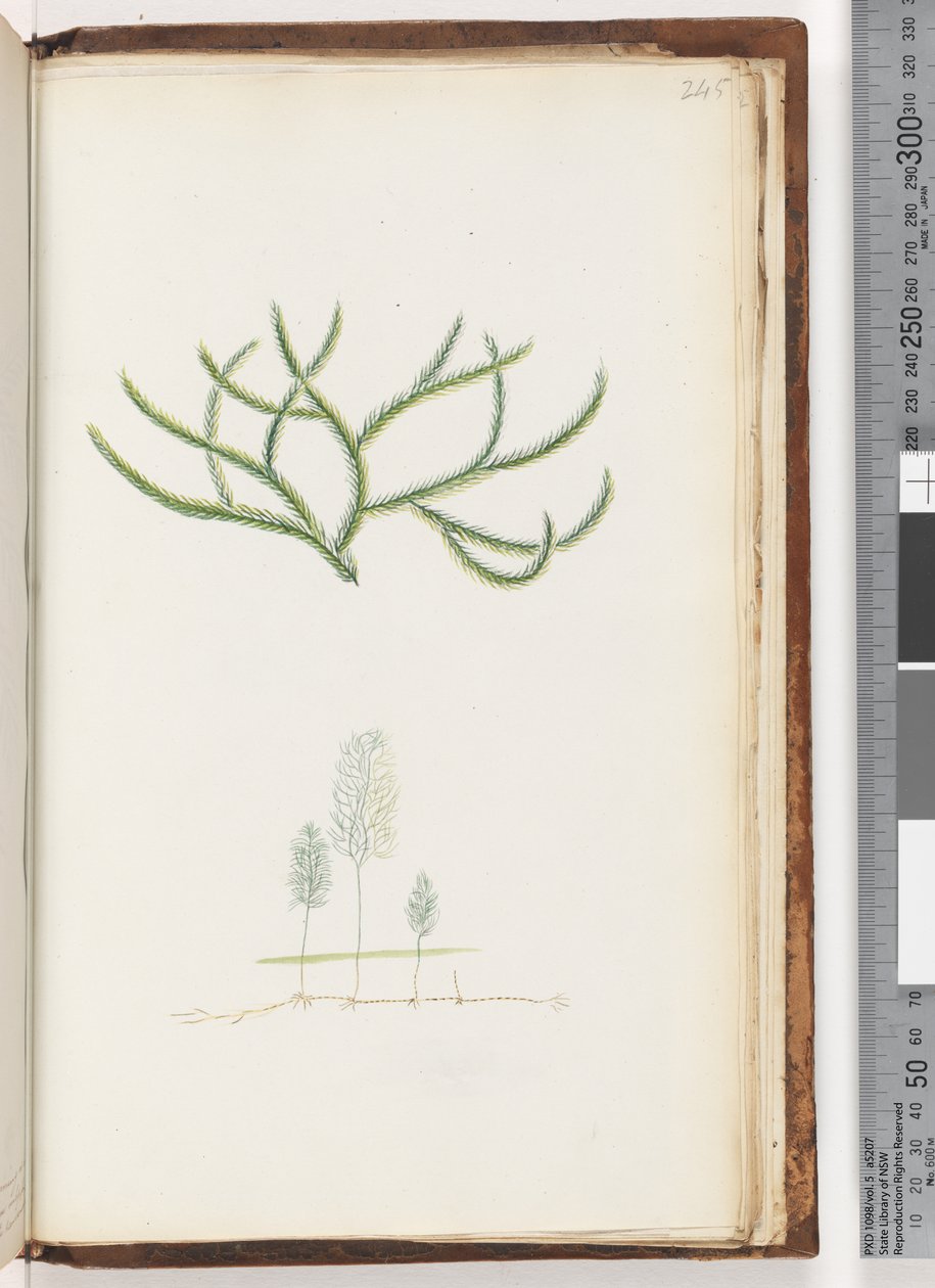 Pagina 245. Geen inscriptie, onbekende plant door Unknown artist