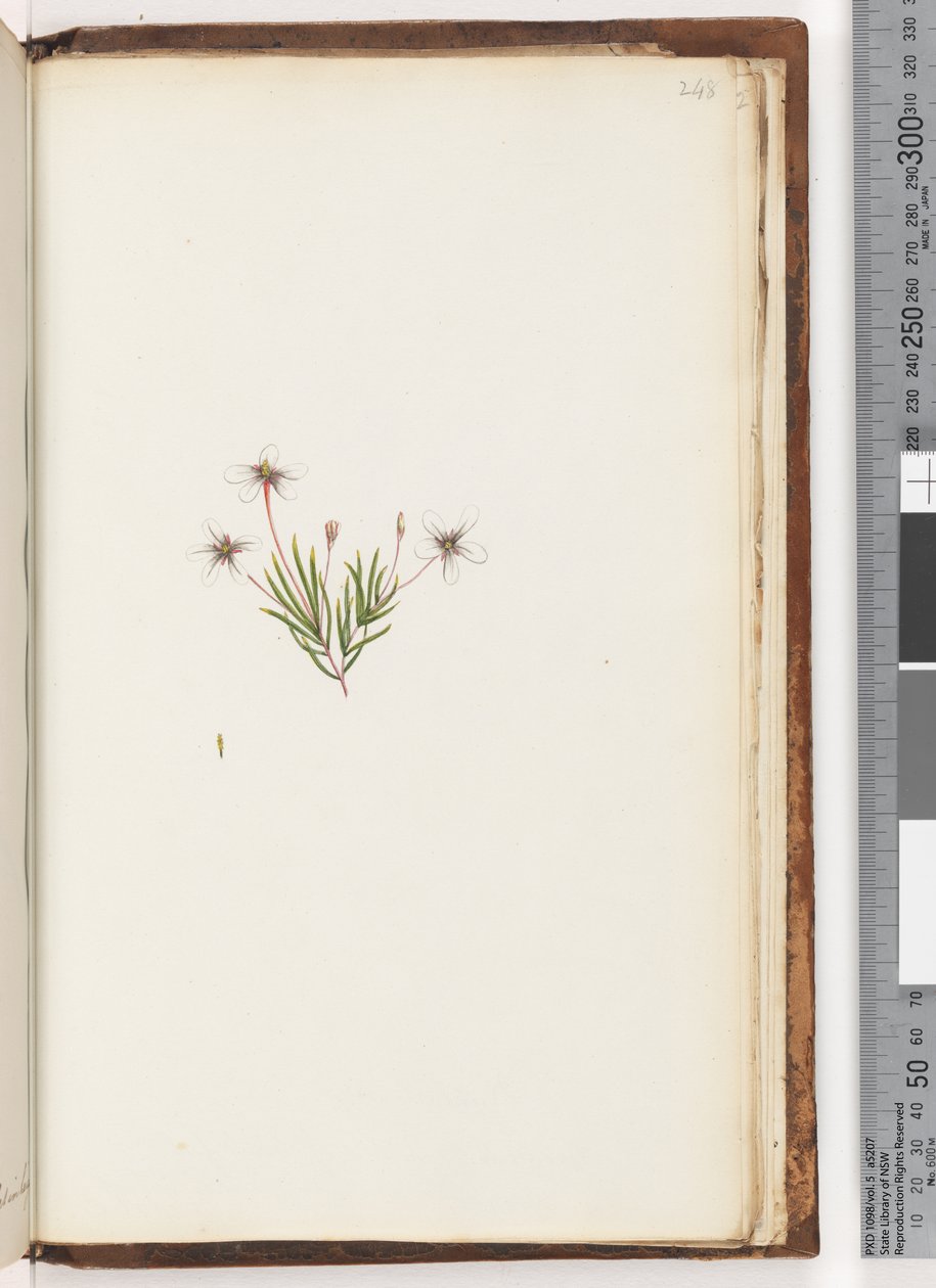 Pagina 248. Ongeïdentificeerde plant door Unknown