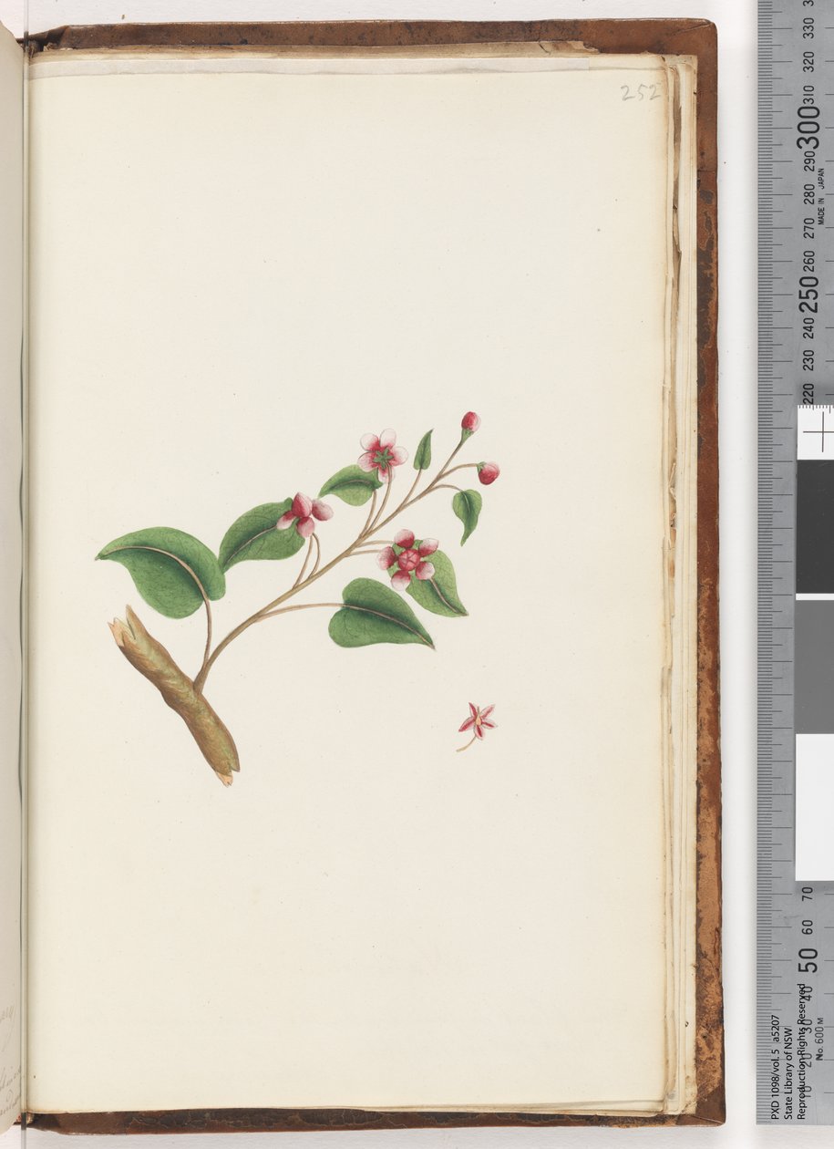 Pagina 252. Ongeïdentificeerde plant door Unknown artist