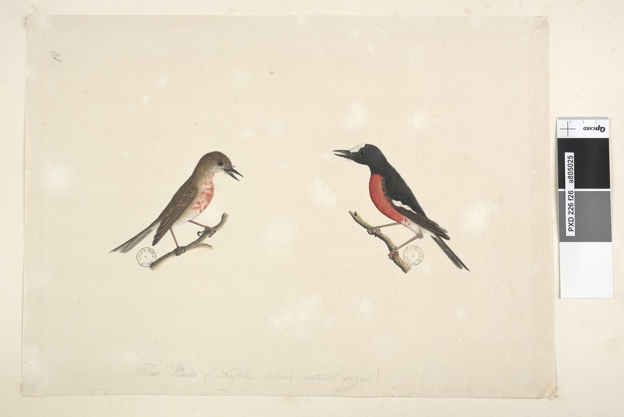 Pagina 26. Twee vogels van Norfolk Island door Unknown artist