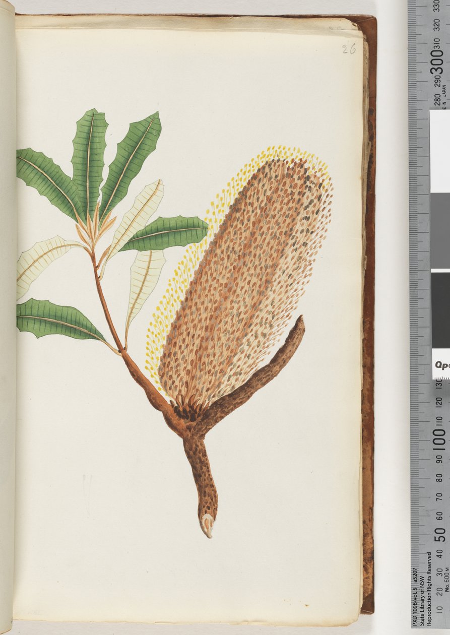 Pagina 26. Naamloze bloeiende plant door Unknown artist