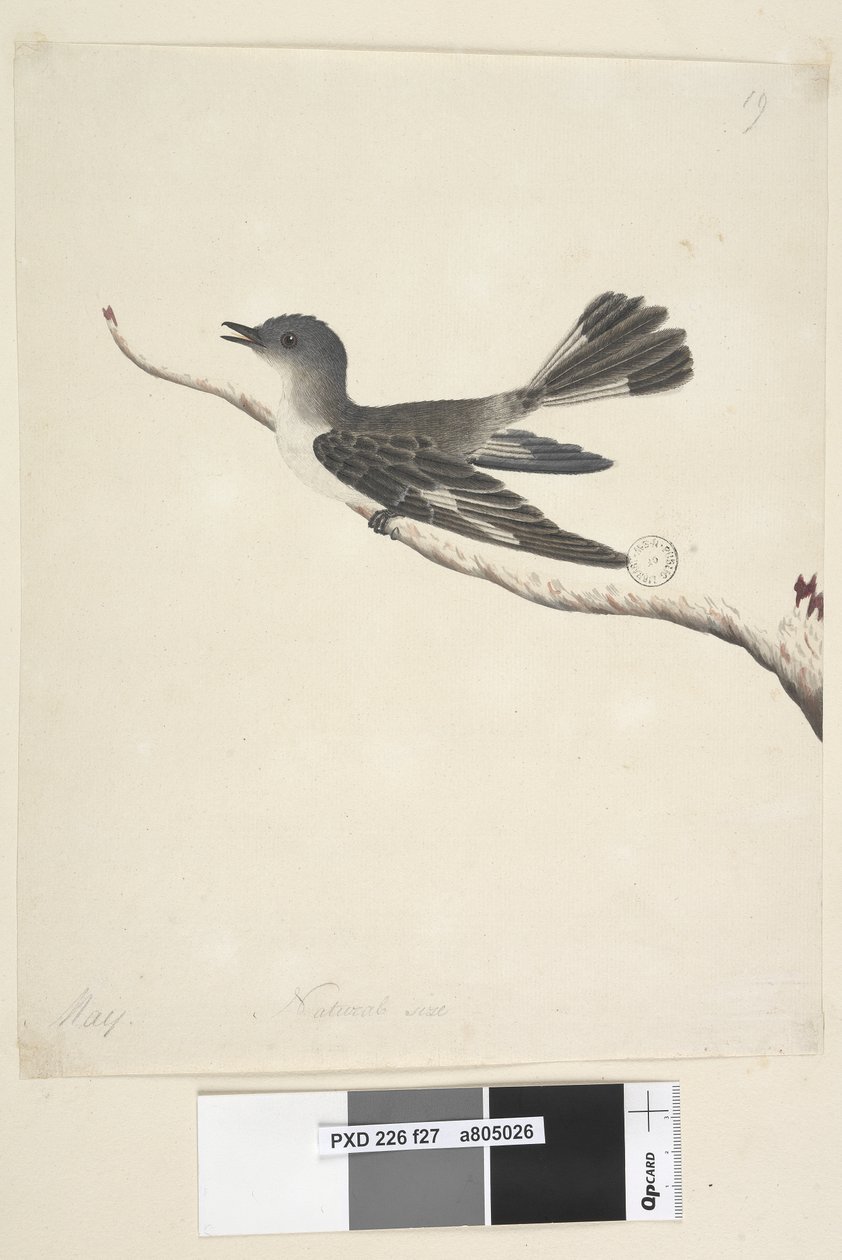 Pagina 27. Mei. Natuurlijke grootte Gehoede Robin, vrouwtje Melanodryas cucullata door Unknown artist