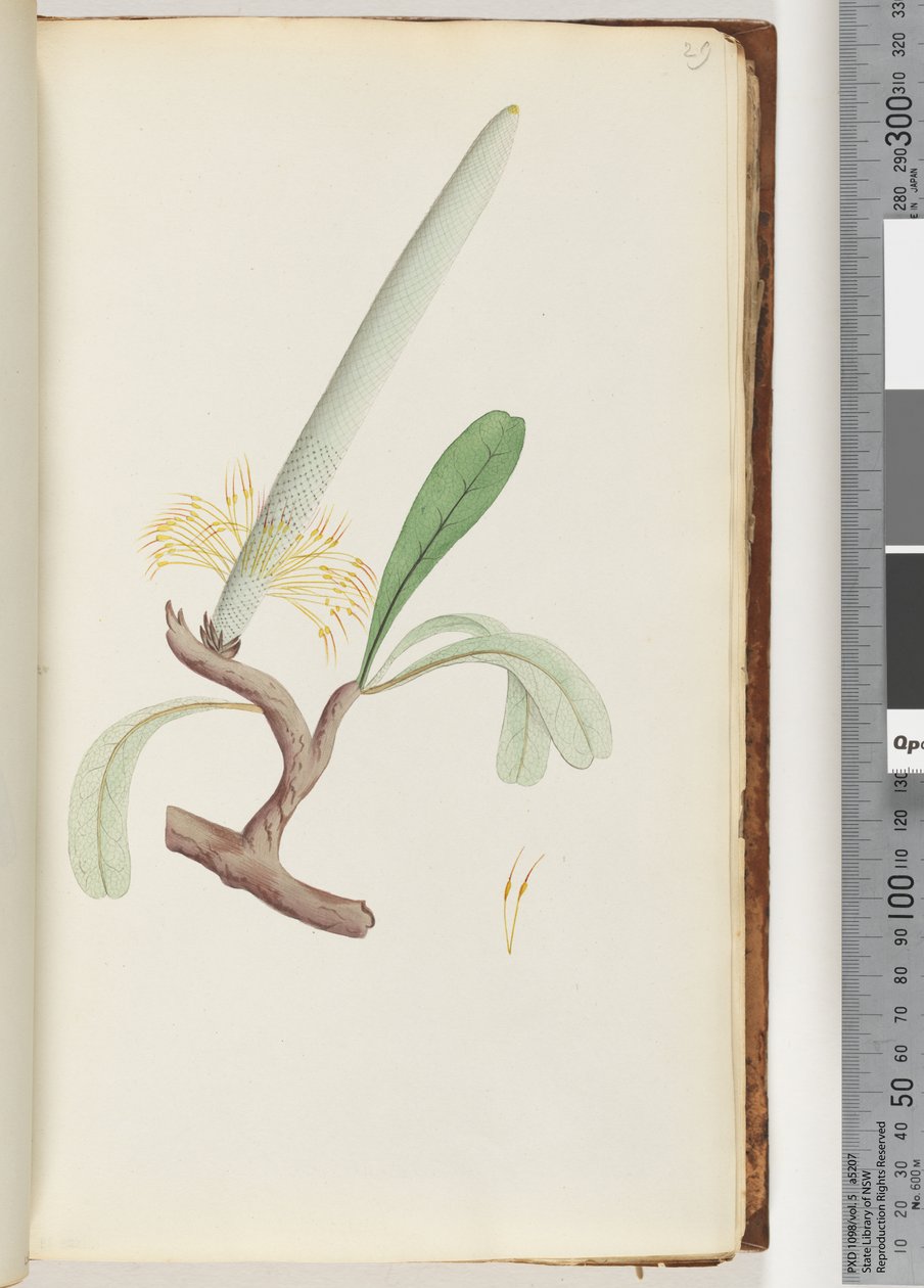 Pagina 29. Kust Banksia door Unknown artist