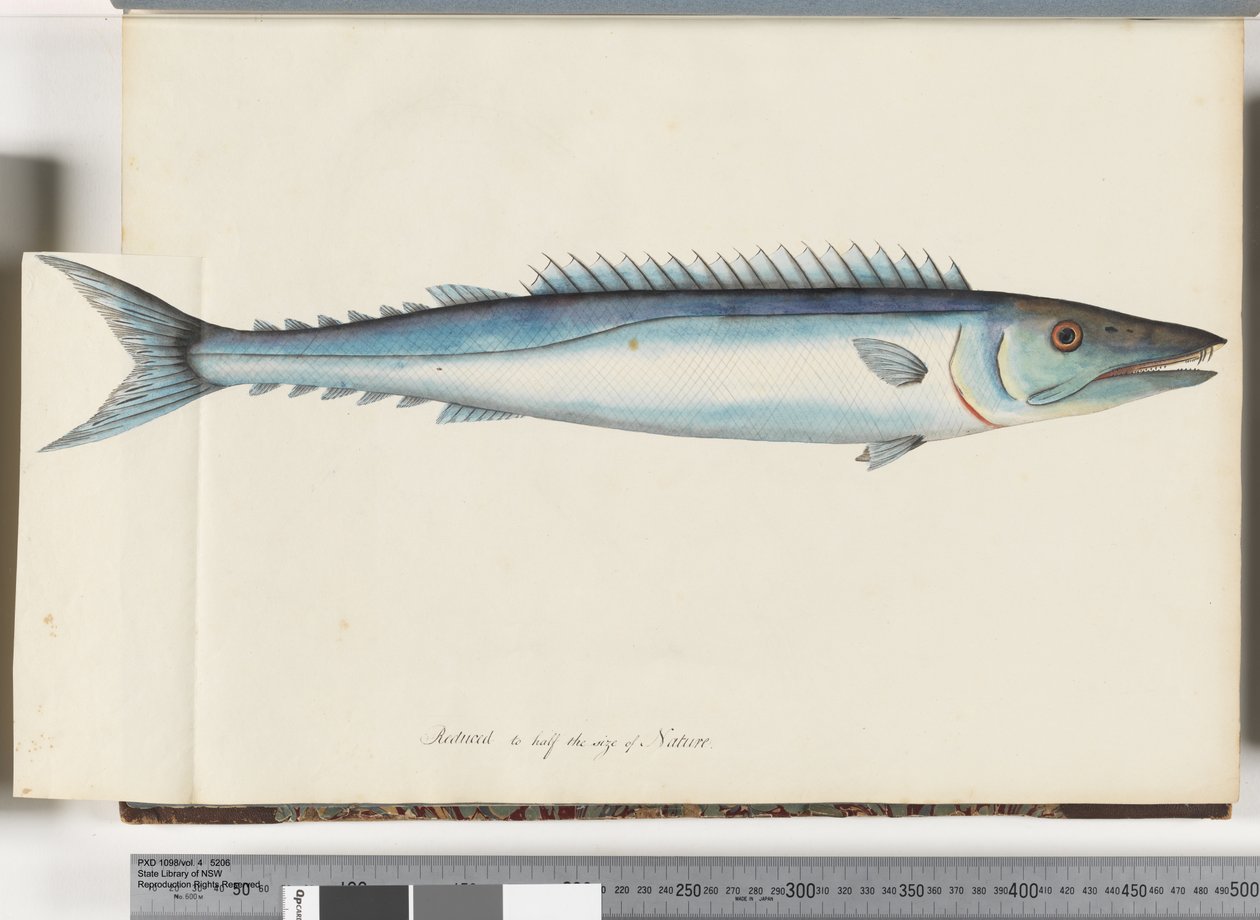 Pagina 32. Barracouta door Unknown artist