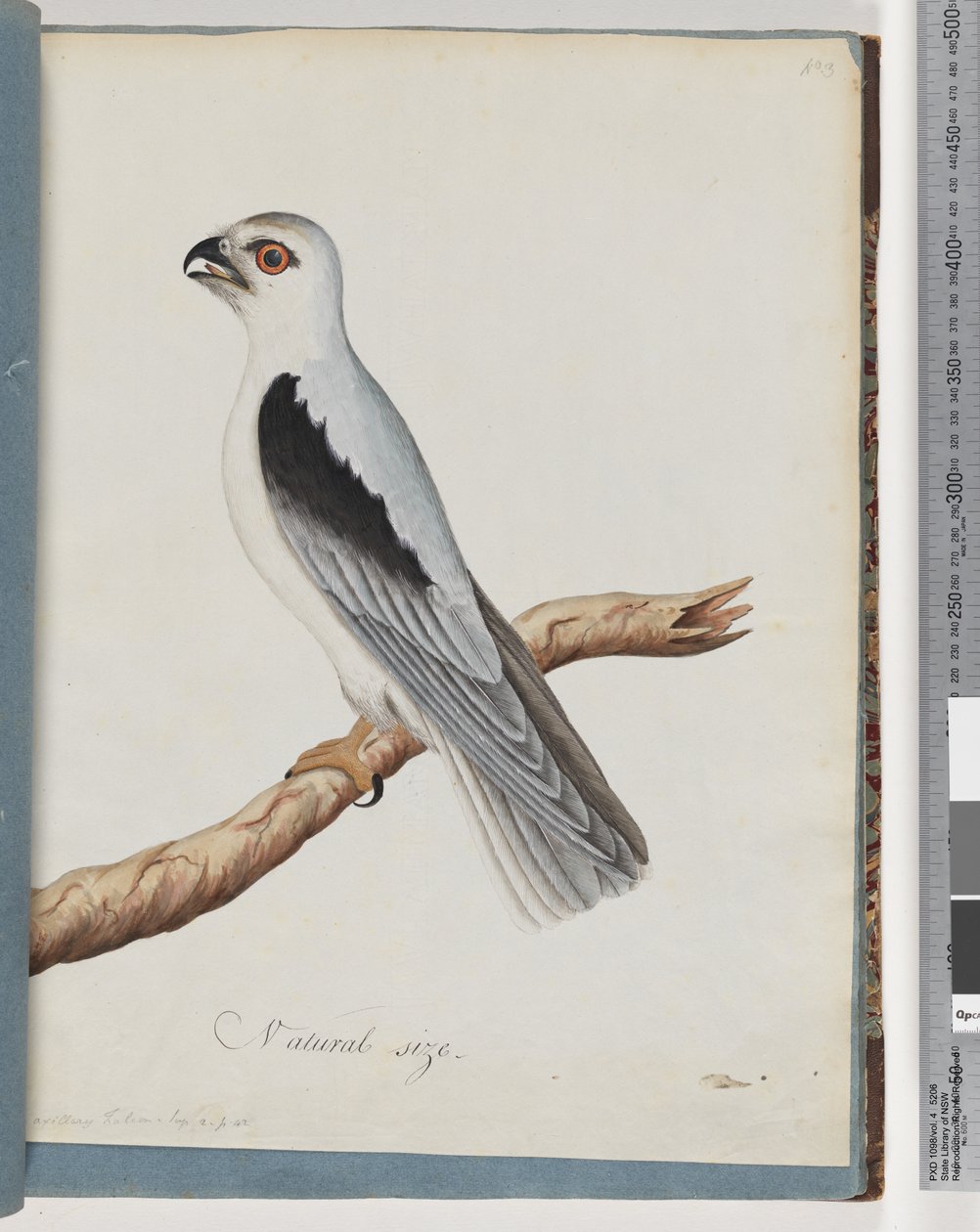 Zwart-geschouderde Wouw. Axillary Falcon door Unknown artist