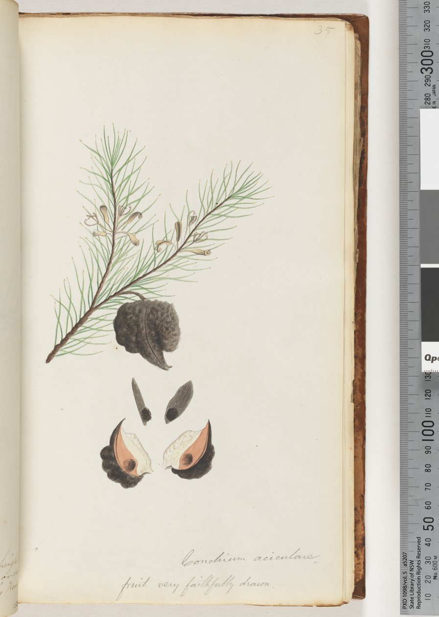 Pagina 35. Conchium aciculare / Zeer getrouw getekende vrucht Haarige naaldstruik door Unknown artist
